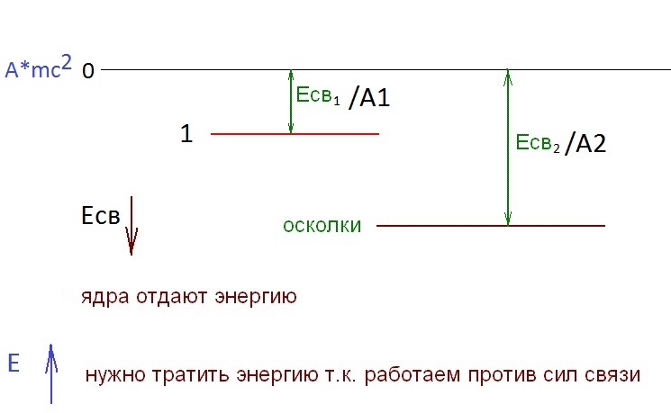 Делениек ядер изображение с сайта www.aredel.com